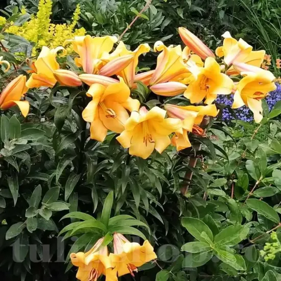 Bulbi Crin Saltarello (Lilium) - Toamna gradina crini saltarello plantare toamna