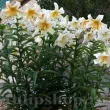 Bulbi Crin Mister Cas (Lilium) - Toamna lilium mister cas bulbi crini parfumati giganti 110x110