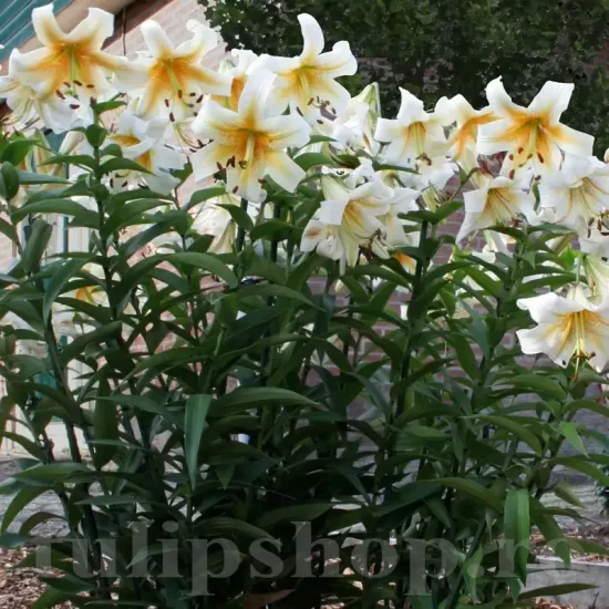 Bulbi Crin Mister Cas (Lilium) - Toamna lilium mister cas bulbi crini parfumati giganti