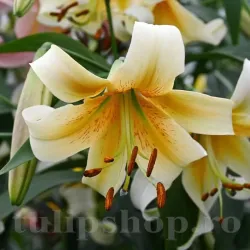 Bulbi Crin Mister Cas (Lilium) - Toamna