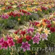 Pachet Bulbi Crini Toamna Mix10 (Lilium) pachet bulbi crini de toamna mix 10 flori mari 110x110