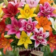 Pachet Bulbi Crini Toamna Mix10 (Lilium) pachet bulbi crini premium mix10 toamna tulip shop 110x110