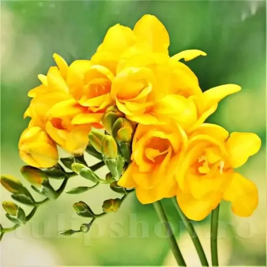 bulbi frezie dubla galbena parfumata primavara