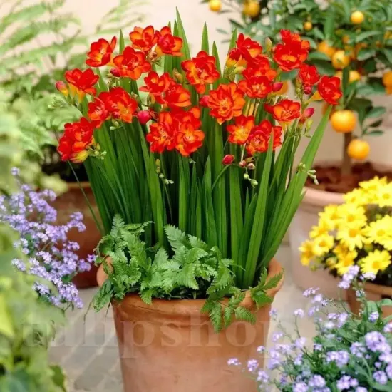 bulbi primavara frezii rosii batute pret