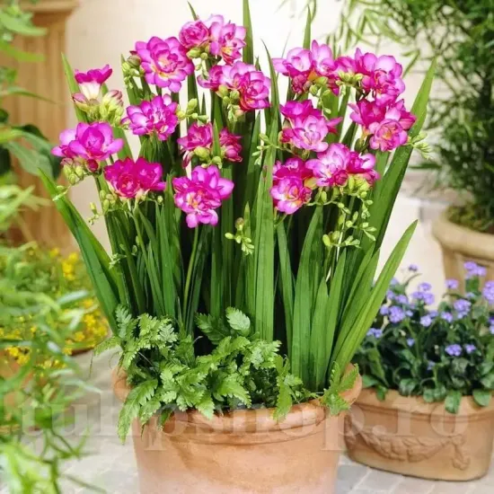 bulbi primavara frezii roz batute pret