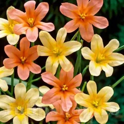 Bulbi Morea Mix (Homeria)