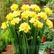 Bulbi Frezie Dubla Galbena - Primavara plantare bulbi frezie dubla galbena ghiveci 110x110