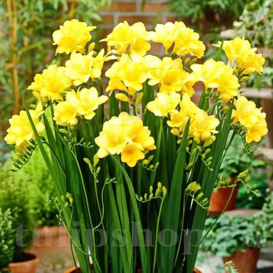 plantare bulbi frezie dubla galbena ghiveci