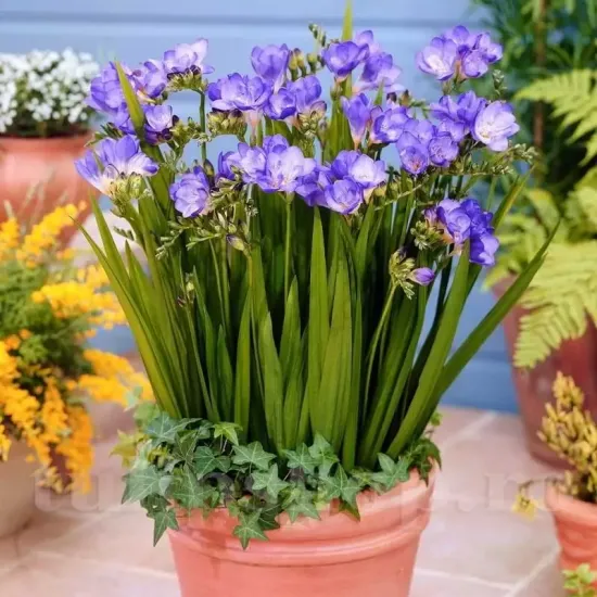 plantare bulbi frezie dubla mov gradina ghiveci