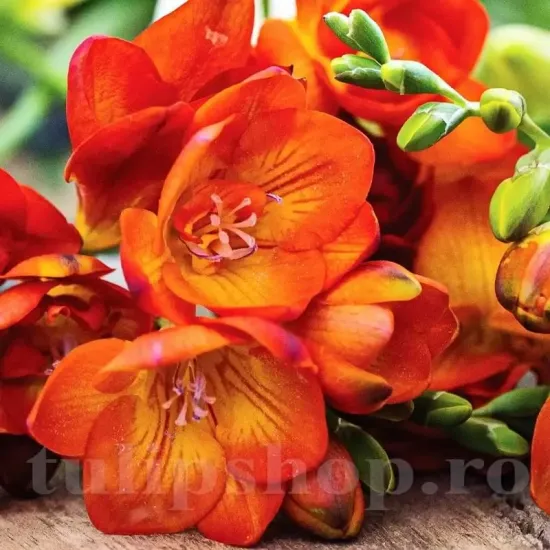 plantare bulbi frezie dubla rosie ghiveci