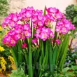 plantare bulbi frezie dubla roz ghiveci 110x110