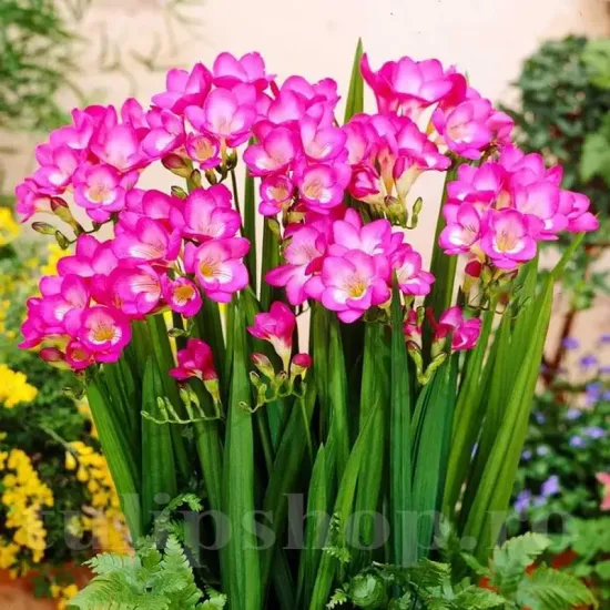 plantare bulbi frezie dubla roz ghiveci