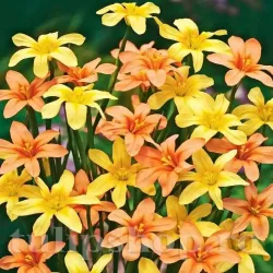 Bulbi Morea Mix (Homeria)