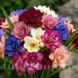 Pachet Bulbi Frezie Toamna Mix50 bulbi frezii premium mix50 multicolor plantare toamna 110x110