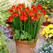 bulbi frezii toamna rosii duble pachet 110x110