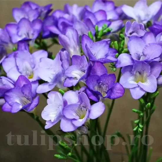 bulbi toamna frezia dubla mov parfumata