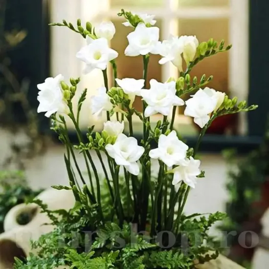 Bulbi Frezie Dubla Alba floare frezia dubla alba detaliu petale