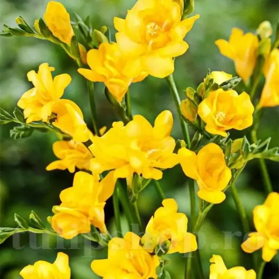 Bulbi Frezie Dubla Galbena floare frezia dubla galbena detaliu petale