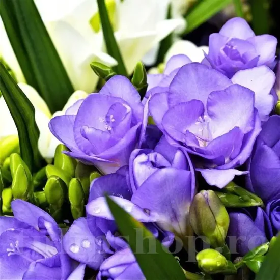 floare frezia dubla mov detaliu petale
