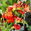 floare frezia dubla rosie detaliu petale 110x110