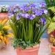 gradina frezii duble mov plantare toamna