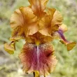 iris autumn leaves rizomi pret bulbi primavara 110x110