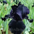 iris black night rizomi pret bulbi primavara 110x110