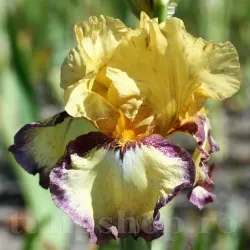 Bulbi Iris Bullwinkle (Stanjenel)