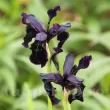 iris chinezesc negru stanjenel peren gradina 110x110