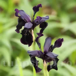 Bulbi Iris Black Form (Stanjenel)