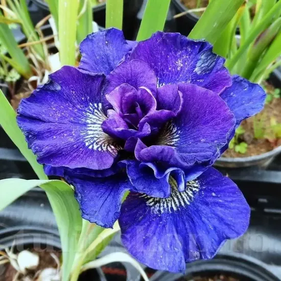 iris concord crush rizomi pret bulbi primavara