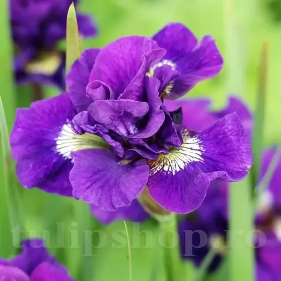 iris double standard rizomi pret bulbi primavara