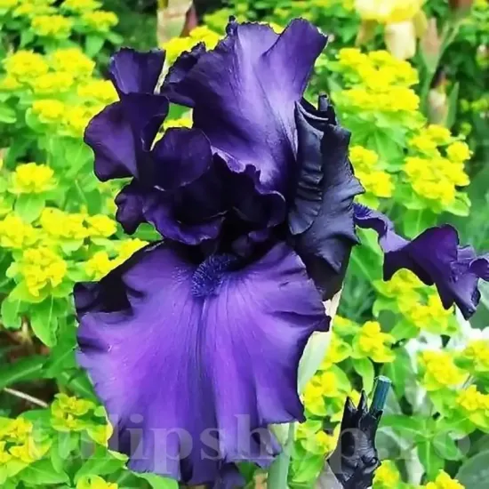 iris dusky challenger rizomi pret bulbi primavara