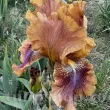 iris germanica autumn leaves stanjenel bronz 110x110