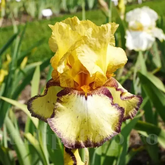 iris germanica bullwinkle stanjenel bicolor gradina