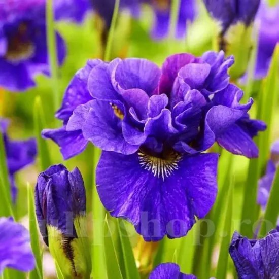 iris germanica double standard stanjenel violet gradina