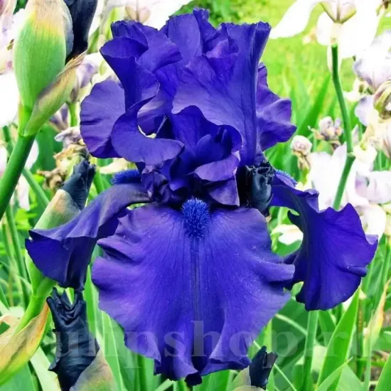 iris germanica dusky challenger stanjenel indigo gradina