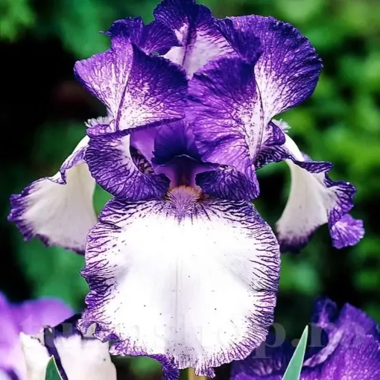 iris germanica loop the loop stanjenel plicata gradina