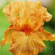iris germanica orange harvest stanjenel portocaliu gradina 110x110