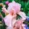 Bulbi Iris Pink Horizon (Stanjenel) - Primavara