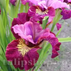 Bulbi Iris Miss Apple (Stanjenel)