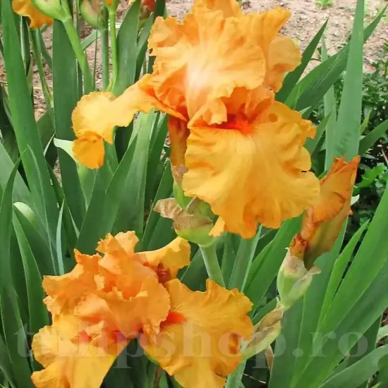iris orange harvest rizomi pret bulbi primavara