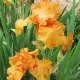 iris orange harvest rizomi pret bulbi primavara