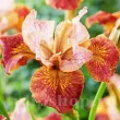 iris paprikash rizomi pret bulbi primavara 110x110