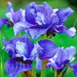 iris sibirica concord crush stanjenel violet gradina 110x110
