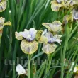 Bulbi Iris Lime Street Blues (Stanjenel) - Primavara iris sibirica lime street blues stanjenel bicolor gradina 110x110