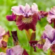 iris sibirica miss apple stanjenel visiniu gradina 110x110