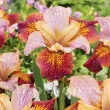 iris sibirica paprikash stanjenel bicolor gradina 110x110