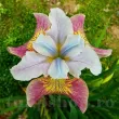 Bulbi Iris Sugar Rush (Stanjenel) - Primavara iris sibirica sugar rush stanjenel bicolor gradina 110x110