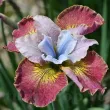 Bulbi Iris Sugar Rush (Stanjenel) - Primavara iris sugar rush rizomi pret bulbi primavara 110x110